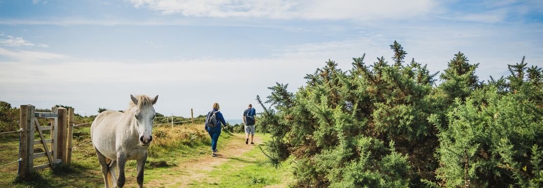 A horse stands on a path with two people walking the other direction
