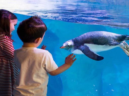 kids looking at penguin in the aquarium