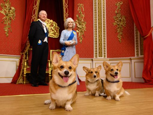 Corgis and King Charles with Camilla at Madame Tussauds