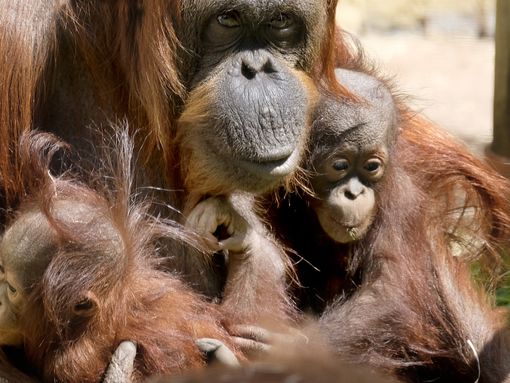 A family of orangatangs hold each other close on a sunny day at Dudley Zoo