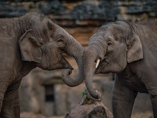 Two friendly and beautiful elephants standing face to face at Chester Zoo