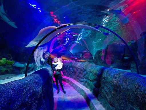 View of a tunnel underneath the aquarium where people can look up to see sealife