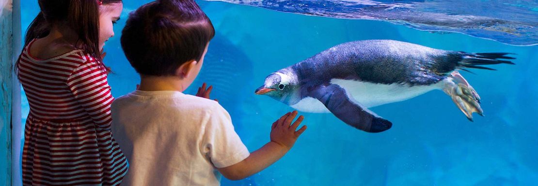 kids looking at penguin in the aquarium