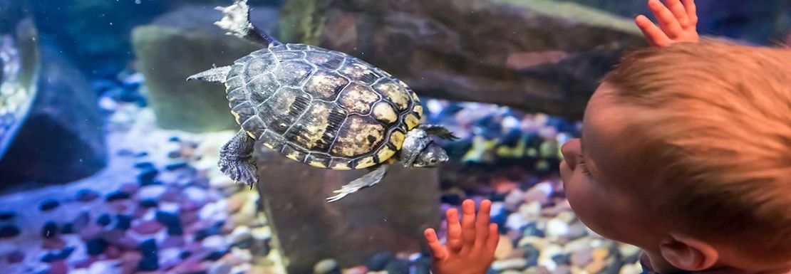 fish in sea life aquarium