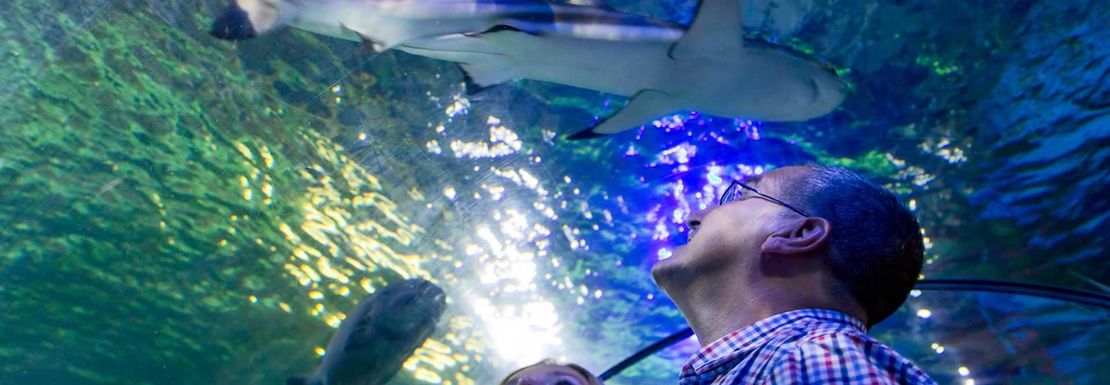 couple looking at sharks in the aquarium