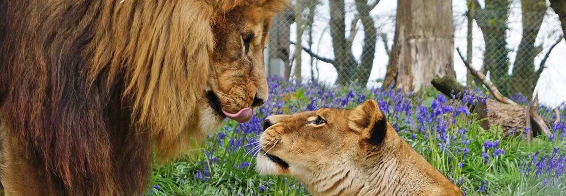 Buy Dartmoor Zoological Park tickets UK VisitBritain