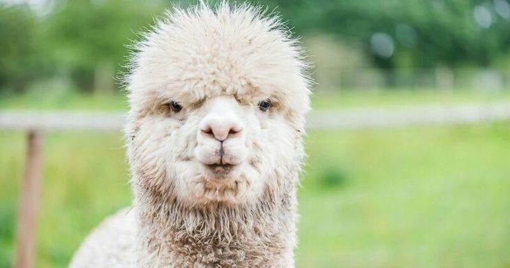 Lucky Tails Alpaca Farm – Meet Alpacas & Meerkats