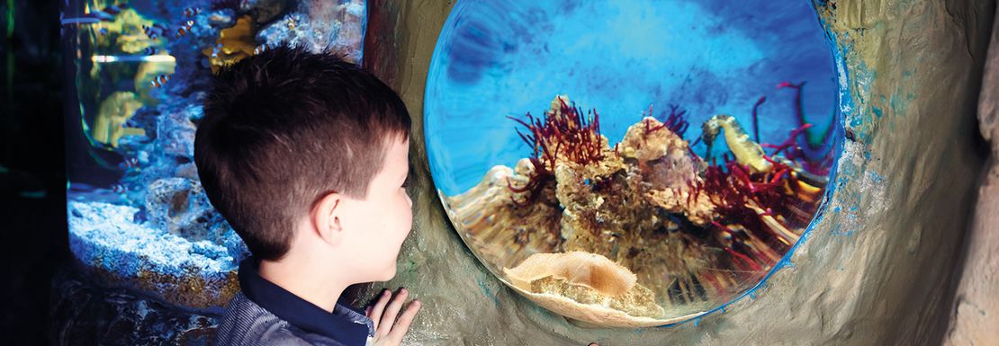 Young boy staring at coral life at SEA LIFE London Aqarium