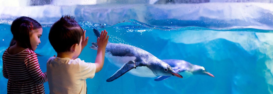 Young boy and girl observing swimming penguins at SEA LIFE London Aquarium