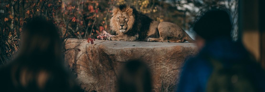 Chester Zoo - Chester Zoo 02.jpg