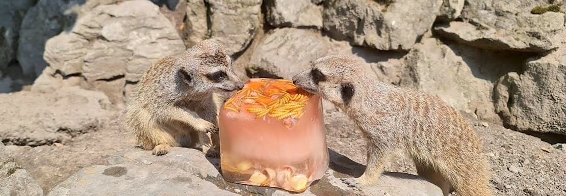 Two meerkats share a tasty fruit ice cube on a sunny day at Dudley Zoo