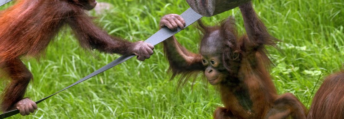 Orangatang fun as two little ones swing on a play area with logs and fabric straps