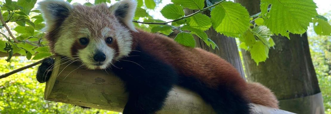 A gorgeous red panda rests in the shade on a log at Dudley Zoo