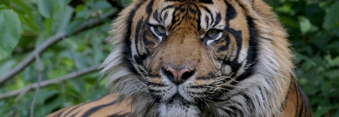 A strikingly beautiful tiger looks ahead as he rests on a platform at Dudley Zoo