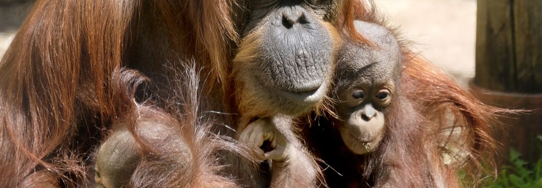 A family of orangatangs hold each other close on a sunny day at Dudley Zoo
