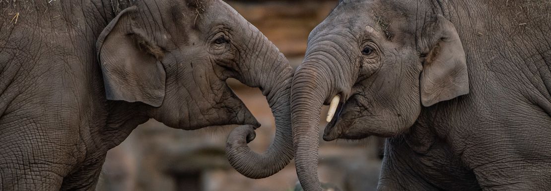 Two friendly and beautiful elephants standing face to face at Chester Zoo