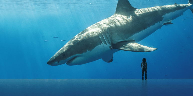 Planet shark exhibition at Chester Zoo showing a giant shark in front of a person behind a glass barrier