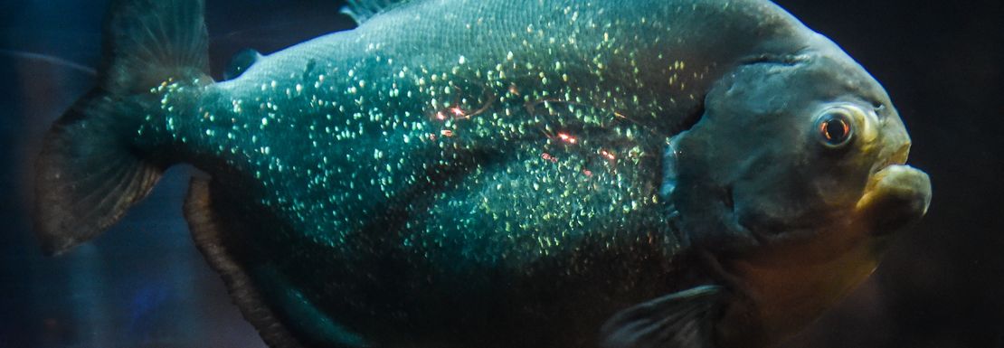 A grey and blue/green fish profile swimming at Sea Life Brighton