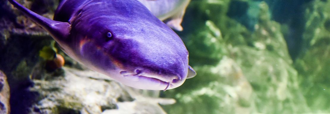 A shark swims towards the glass at Sea Life Brighton