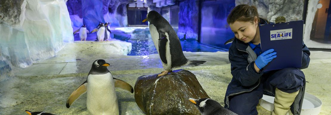 A naturalist checks all is ok with penguin nests with eggs and mother penguins