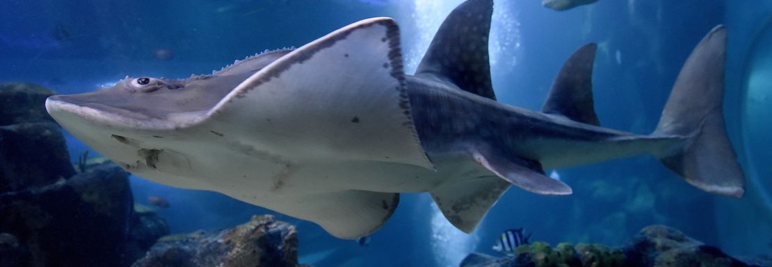 A shark swims by behind the aquarium glass in the pure blue water of Sea Life Birmingham