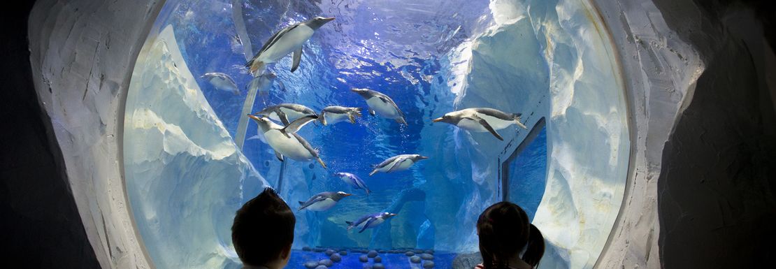 Kids look though a round glass frame to a colony of penguins on the other side