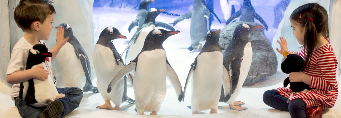 A large colony of penguins flock together as a boy and girl watch through the glass
