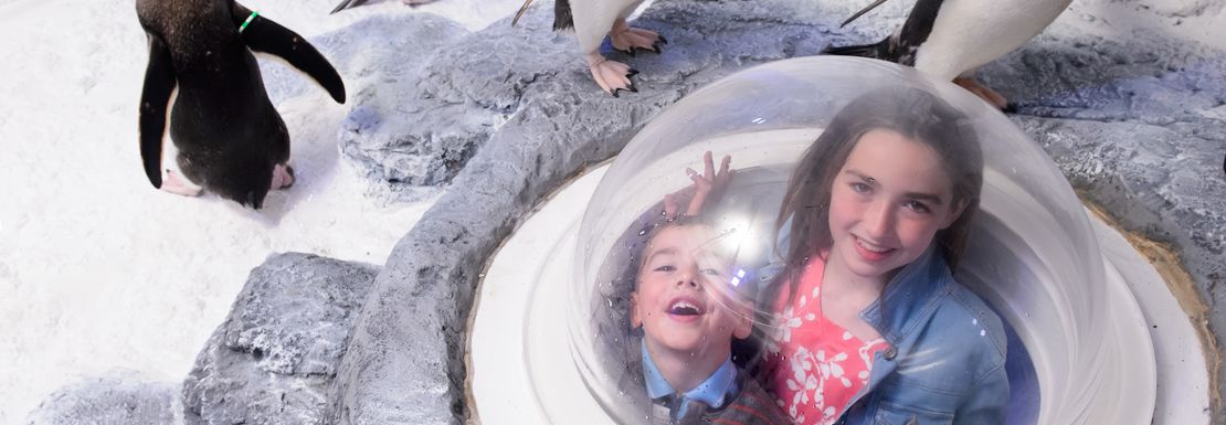Children pop out of a glass window to be amongst the penguins