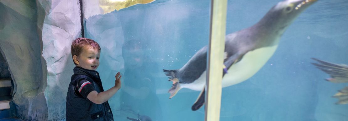 A little boy looks through the window at a beautiful swimming penguin