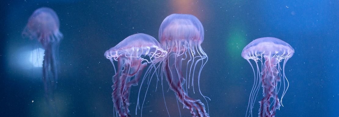 Purple jellyfish swim behind the aquarium glass
