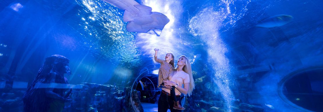 People walk underneath the aquarium tunnel glass with sea life all around them
