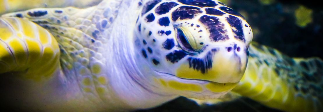 A close up photo of a turtle swimming on the sea bed towards the viewer