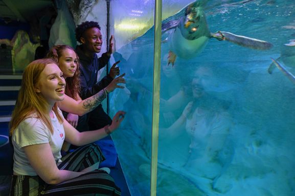 Young people look together through the aquarium glass together at sealife