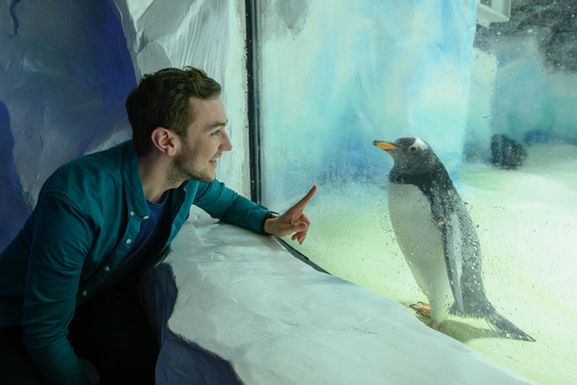 A young man is very close to a single penguin separated by aquarium glass