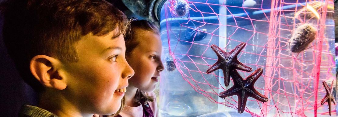 Two children excitedly look at a starfish aquarium at Sea Life Brighton