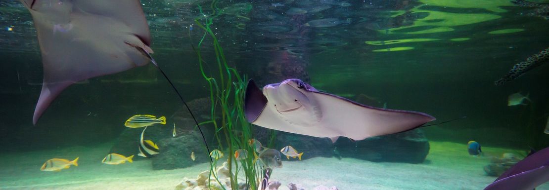 Several rays swim together in a large aquarium at Seal Life Loch Lomond