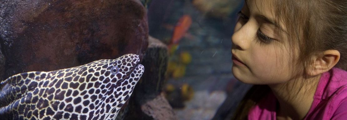 A young girl leans in to get close to the face of a spotted fish behind the aquarium glass