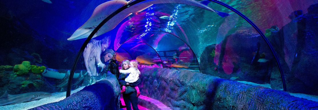View of a tunnel underneath the aquarium where people can look up to see sealife