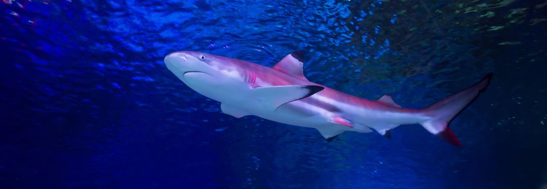 A large shark floats along in a giant blue aquarium