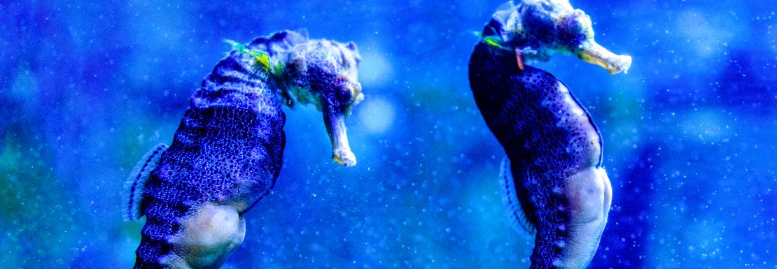 Two beautiful sea horses swim in a blue tank at Sea Life