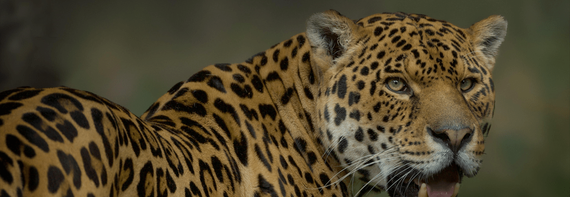 A beautiful female tiger looks to the side with a stare and a sleek frame