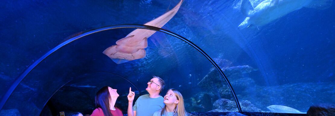 A family walks through an underwater tunnel with a shark swimming above