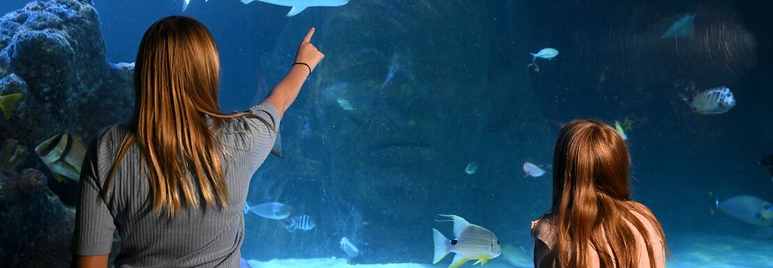 A young lady points at a shark swimming