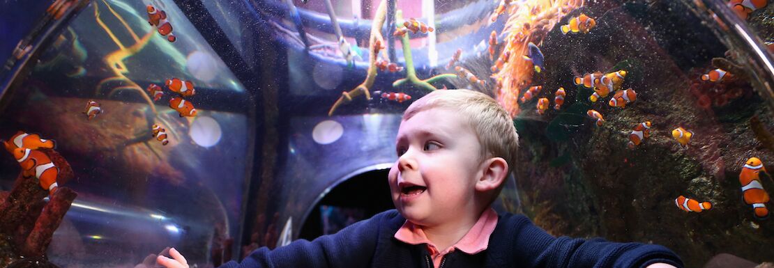 a young boy really enjoying himself looking up through glass at a lively aquarium