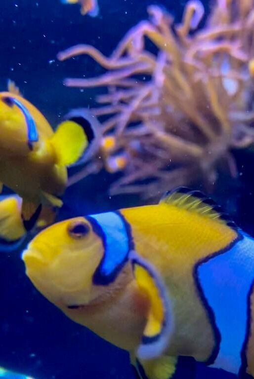 Orange and white clownfish swim together at the aquarium